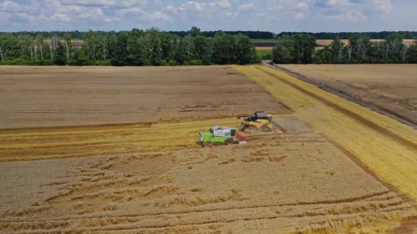 Grain Harvesting Combine Wheat Harvester Working Wheat Field — Stock Video