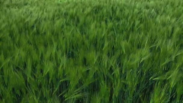 Вид Воздуха Сельские Поля Вид Воздуха Сельскохозяйственное Пшеничное Поле — стоковое видео