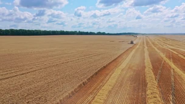 フィールド上のハーベスターを組み合わせる 小麦畑のハーベスター農業機械を組み合わせる — ストック動画