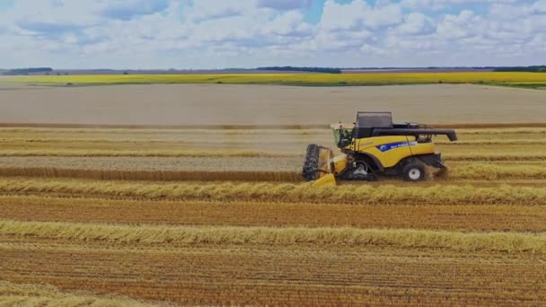 Збираємо Зернові Культури Комбайн Працює Під Час Збору Врожаю Фермерських — стокове відео