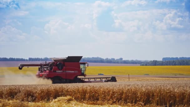 Maschinen Schneiden Getreideanlagen Mähdrescher Arbeitet Auf Weizenfeld — Stockvideo