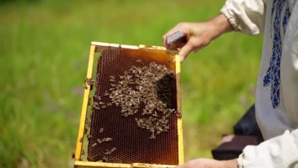 在小山上开蜂窝 养蜂人手里拿着蜜蜂的蜂房 — 图库视频影像