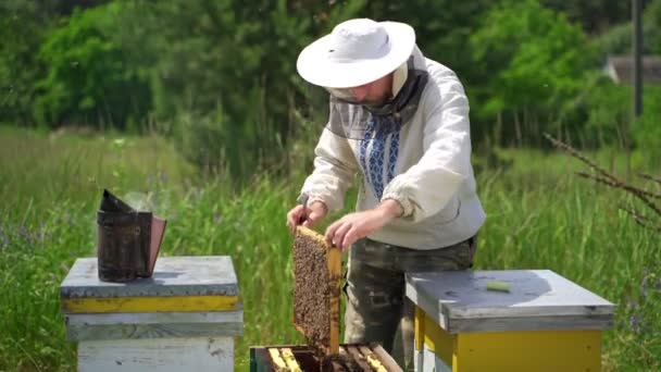 Mężczyzna Trzymający Plaster Miodu Pełen Pszczół Pszczelarz Ochronnej Ramie Inspekcyjnej — Wideo stockowe