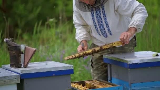 Pszczelarz Pracuje Pasiece Pszczelarz Bada Ramę Pszczołami — Wideo stockowe