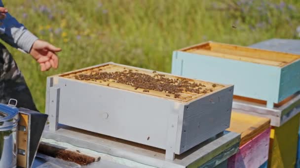 Imker Sammeln Honig Mann Hält Bienenwabe Voller Bienen Bienenhaus — Stockvideo