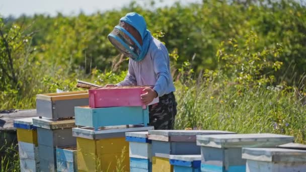Arı Yetiştiricisi Arıcıda Çalışıyor Arıcı Arısıyla Bal Peteği Çerçevesini Kontrol — Stok video
