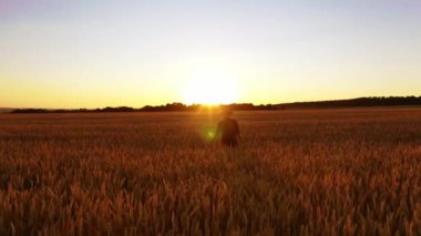 Buğday tarlasında bir adam. Tarlada yürüyen, buğday mahsulünü inceleyen çiftçinin portresi