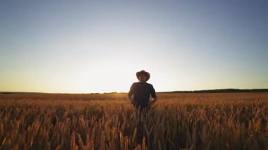 Tarlada Yürüyen Çiftçi. Çiftçi elleri genç buğdaya dokunur
