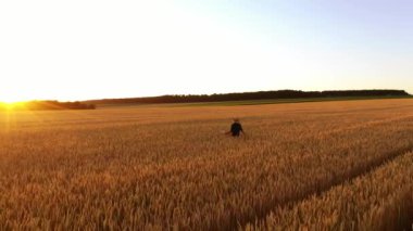 Buğday tarlasında yürüyen çiftçi. Adam buğday tarlasında yürüyor, buğday kulaklarına dokunuyor.