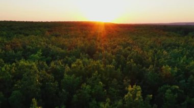 Ormanın yukarısında hava görüntüsü. Bitmeyen yeşil ormanın havadan görünüşü, doğa arka planı