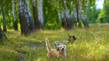 Köpekler İHA 'yı kovalıyor. Köpekler sıçrayıp helikopterle oynuyorlar.