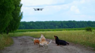 Köpekler uçan drona atlıyor. Köpek şakacı bir şekilde İHA 'ya atlıyor