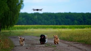 Köpekler İHA 'ya doğru sıçrıyorlar. Uçan dronu yakalamaya çalışan köpekler