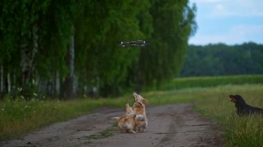 Mutlu köpekler İHA 'yla oynuyor. İnsansız hava aracını yakalamaya çalışan neşeli yavrular.