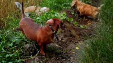 Bahçedeki mutlu köpekler. Açık havada birlikte oynayan köpeklerin görüntüsü