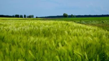 Genç buğday tarlası. Tarım tarlasında yeşil buğday