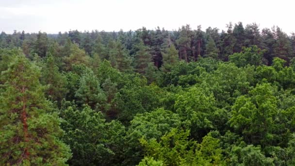 Вид Воздуха Лес Вид Зеленый Лес Сверху — стоковое видео