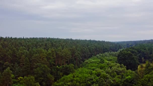 Vista Aérea Árboles Siempreverdes Vista Aérea Drones Árboles Forestales — Vídeos de Stock