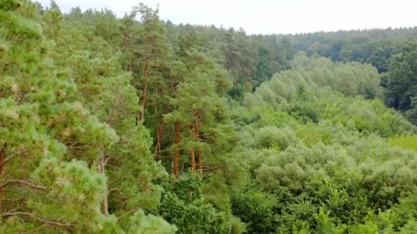 Повітряний Постріл Верхівки Дерев Зелене Дерево Вид Повітря Ліс — стокове відео