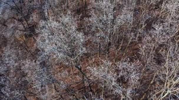 View Winter Forest Aerial View Forest Covered Snow — Stock Video