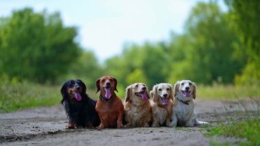 Doğada mutlu bir köpek. Doğada oturan köpeklerin manzarası