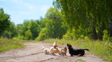Köpekler dışarıda birlikte oynuyorlar. Mutlu köpekler birlikte zıplar, uçan dronları yakalamaya çalışırlar.