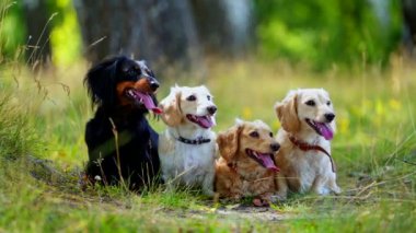 Köpekler parkta oturuyor. Mutlu köpekler çayırda birlikte oturuyor.
