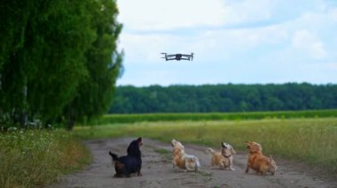 İHA köpeklerin üzerinde uçuyor. Uçan İHA 'yı yakalamaya çalışan meraklı köpekler