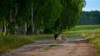 İHA 'ya koşan mutlu köpekler. Köpek hızla koşuyor ve uçan drona atlıyor.