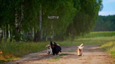 Köpek İHA 'ya atlıyor. İnsansız hava aracını yakalamaya çalışan neşeli yavrular.