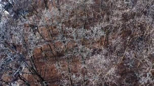 Aerial View Winter Forest Aerial View Winter Forest — Stock Video