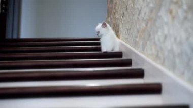 Kedi ahşap merdivenlerde oturur. Kitty evde merdivenlerde oturuyor.