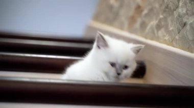 Genç kedi merdivenlerde. Evde merdivenlerde yatan küçük kedicik.