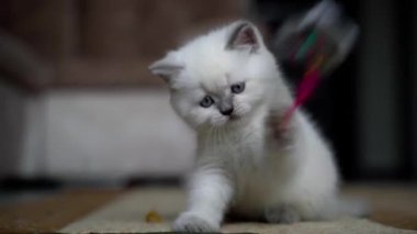 Kedi oyuncakla oynuyor. Oyuncak ile oynayan küçük kedi portresi