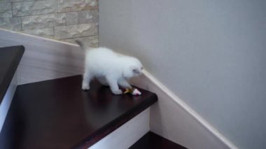 Merdivenlerde oynaşan kedi. Merdivenlerde küçük yumuşak oyuncaklarla oynayan sevimli bir kedi.