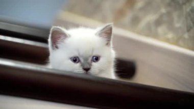 Merdivenlerde oturan kedi yavrusu. Mavi gözlü beyaz kedi tahta merdivenlerde oturuyor.