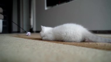 Kedi fareyle oynuyor. Tatlı beyaz kedi yavrusu oyuncak fareyi oynuyor