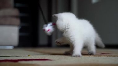 Evdeki komik kedi yavrusu. Oyuncak ile oynayan sevimli beyaz kedi.