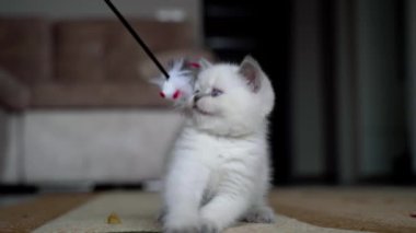 Kedi evde oynuyor. Küçük kedi odada eğleniyor.