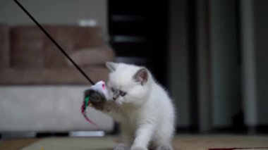 Kedi yavrusu oyuncakla oynuyor. Evde oynayan sevimli komik kedi.