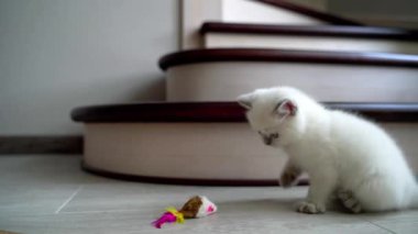 Evdeki oyuncu kedi. Genç kedi oyuncak fareyle oynuyor.