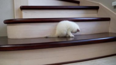 Kedi peluş fareyle oynuyor. Küçük kedi evde oyuncak fareyle oynuyor.