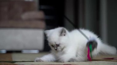 Kedi yavrusu oyuncakla oynuyor. Küçük kedi tüy oyuncağıyla oynuyor.