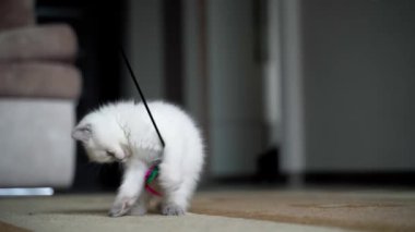 Kedi fareyle oynuyor. Küçük kedi fare oyuncağıyla kavga ediyor.