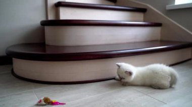 Kedi yavrusu pofuduk oyuncakla oynuyor. Yerde yatıp oyuncaklarla oynayan sevimli bir kedi yavrusu.