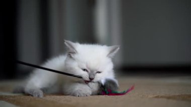 Küçük şirin beyaz kedi yavrusu. Küçük şirin beyaz kedi evde oynuyor.
