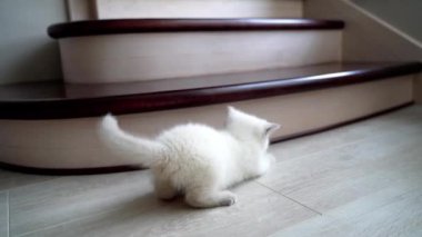 Kedi oyuncak fareyle oynuyor. Beyaz kedi evde oyuncakla oynuyor.
