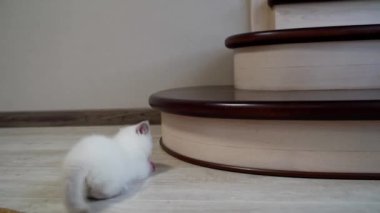 Kedi oyuncakta saldırgan bir şekilde acele eder. Kedi yavrusu yerde küçük fare oyuncağıyla oynuyor.