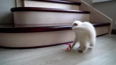 Kedi yavrusu pofuduk oyuncakla oynuyor. Küçük sevimli kedi yavrusu oyuncakla oynuyor.