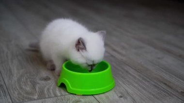 Küçük kedi evde yemek yiyor. Evde kasesi olan sevimli bir kedi yavrusu.